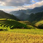 agriculture-Vietnam