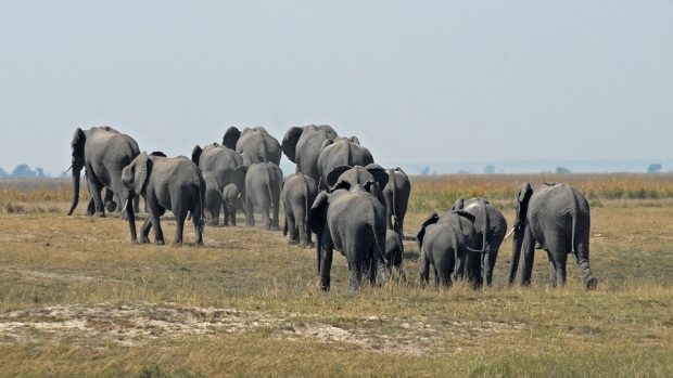 Safari au Botswana : les sites naturels à inclure dans votre itinéraire