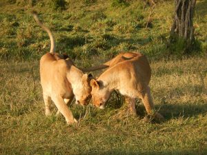 Kenya: voyage découverte du parc national de Tsavo