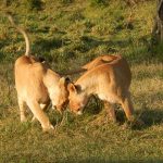 Kenya visite parc tsavo