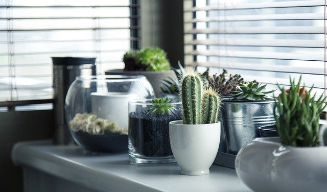 Comment prendre soin des cactus et des plantes grasses ?