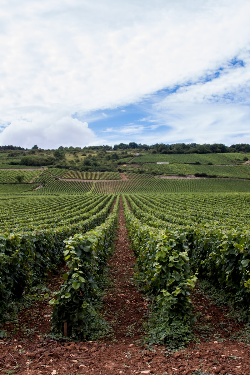 Impact du climat sur les vignobles en France