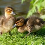 Assurez le bien-être de vos animaux tout en protégeant l'environnement