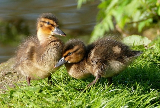 Assurez le bien-être de vos animaux tout en protégeant l’environnement