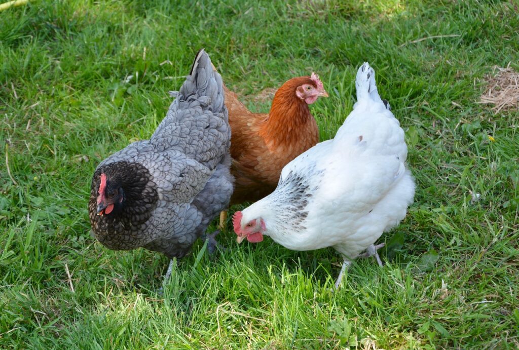 Problèmes de plumage chez les volailles