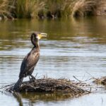 Le sanctuaire ornithologique