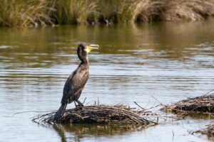 Le sanctuaire ornithologique