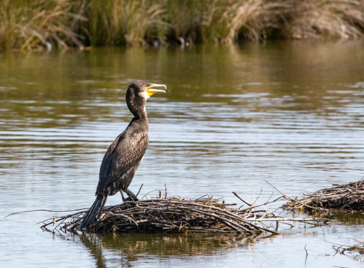 Le sanctuaire ornithologique