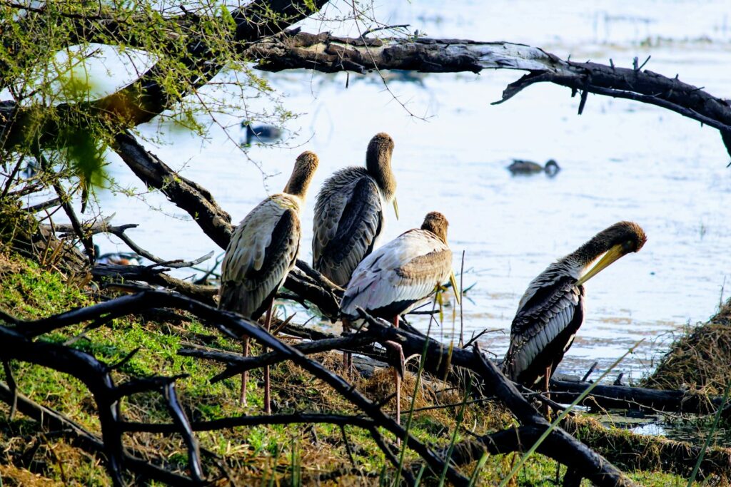 les oiseaux à Keoladeo