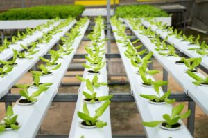 Ferme hydroponique intérieure avec des rangées de plants de laitue fraîche, d'un vert vibrant et luxuriant sous la lumière naturelle du jour.