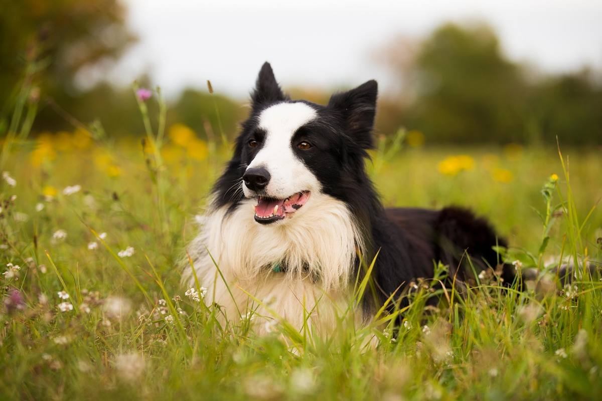 Chien border collie noir et blanc haletant allongé dans prairie fleurie Chien border collie noir et blanc haletant allongé dans prairie fleurie