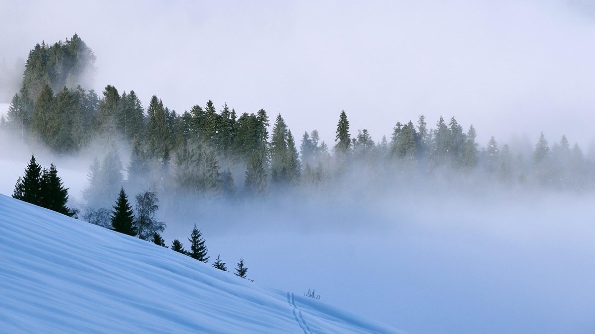 Neige recouvrant le sol, arbres recouverts de brouillard, ciel gris