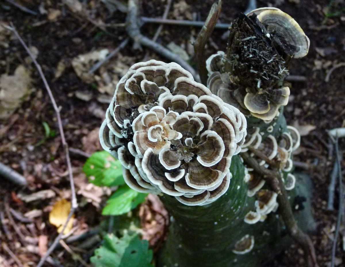 Champignons en forme de rosette sur un tronc, milieu forestier, feuilles et branches autour