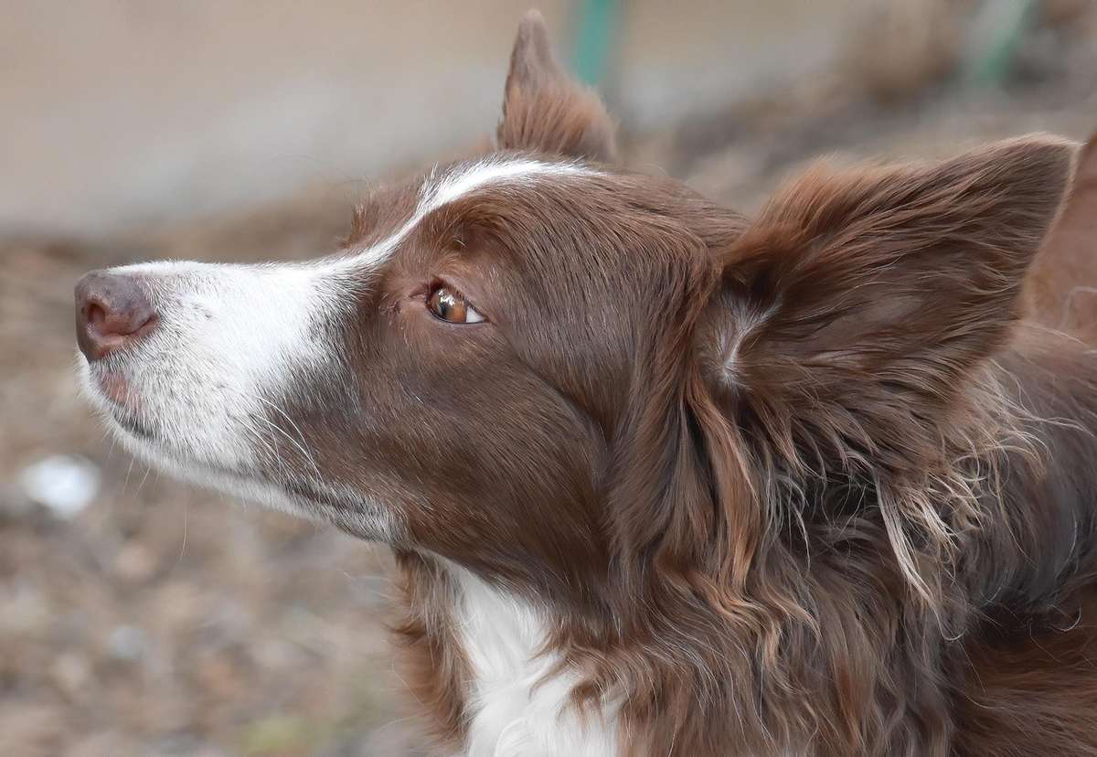 Chien brun et blanc, regard latéral, environnement extérieur Chien brun et blanc, regard latéral, environnement extérieur