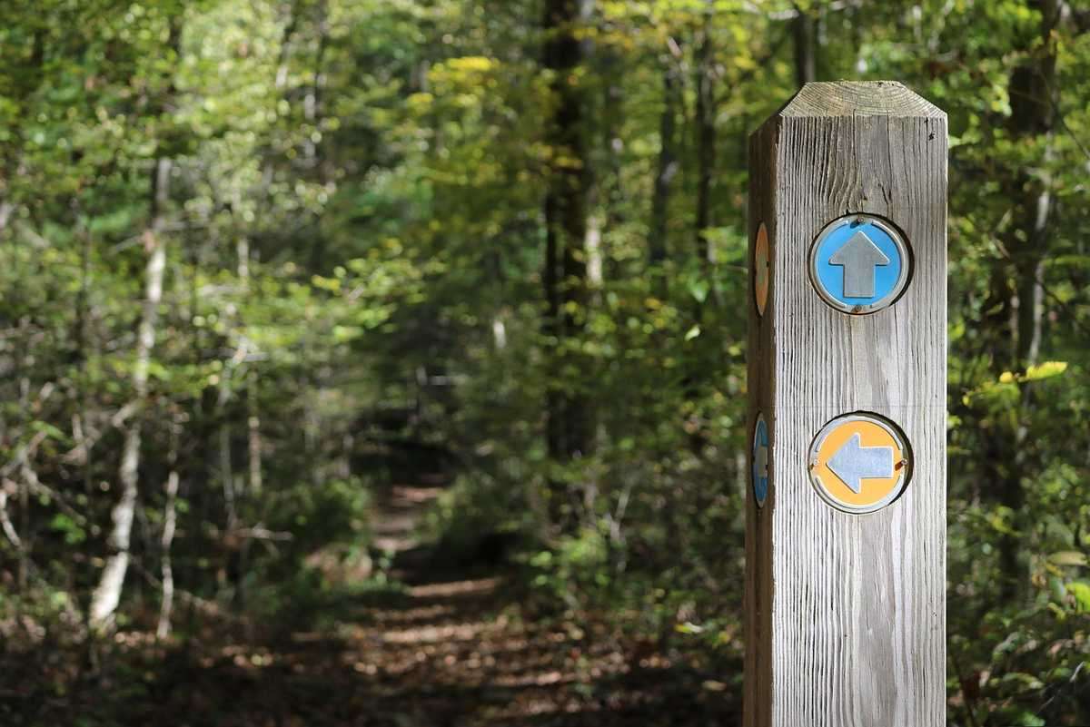 Panneau de signalisation en forêt avec flèches bleues et jaunes sur fond de sentier Panneau de signalisation en forêt avec flèches bleues et jaunes sur fond de sentier
