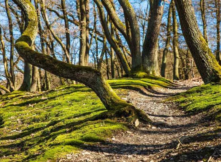 Randonner dans le Pilat avec des enfants : pourquoi 4 km suffisent dès 2 ans