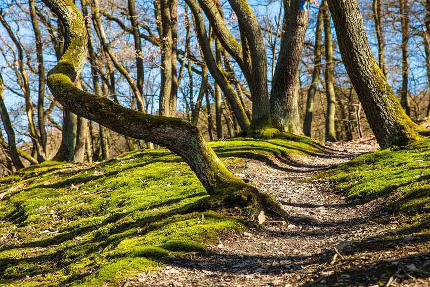 Randonner dans le Pilat avec des enfants : pourquoi 4 km suffisent dès 2 ans
